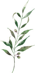 Olive leaves watercolor element design