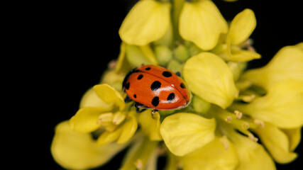 ladybird on a flower