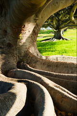 The thick curved roots and large truck of a mighty tree frame a smaller tree in the background.