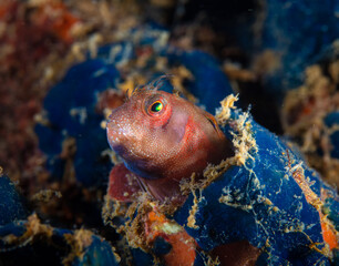 Blenny