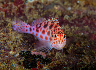 Hawkfish