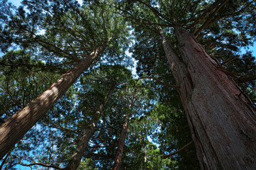 杉の大木　戸隠神社奥社参道