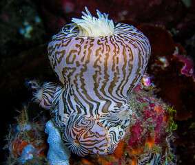 Zebra colonial anemone