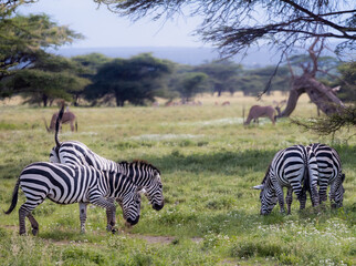 Zebras eat grass while gazelles linger in the background