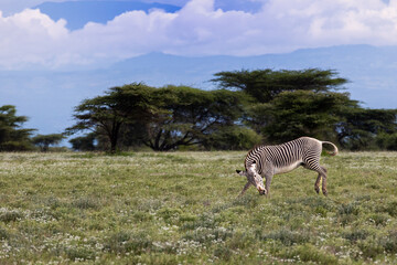 Zebra bucks in an open field in Kenya, behind it moutains jut from the tree line