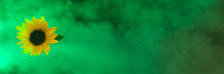  sunflower on smoke background