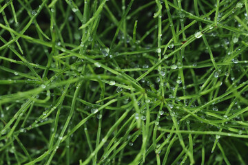 Horsetail with many water drops after rain
