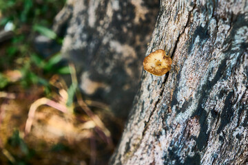 A close-up of an edible mushroom growing from a tree trunk in the forest, its vibrant colors vivid on a sunny day.