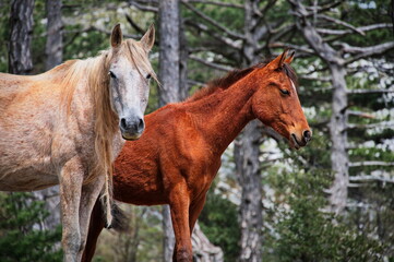 Two horses standing in the forest on the edge of a rock