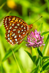 Great spangled fritillary butterfly at Morey Pond in New Hampshire.