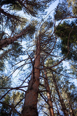 The blue sky between stalks and leaves of many different trees. A beautiful treetop between which is a blue sky. 