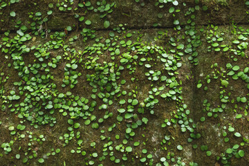 A moss-like plant with round leaves growing thickly on a stone wall in a forest