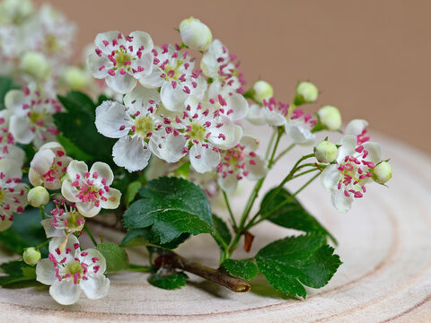 Bl&uuml;hender Wei&szlig;dorn, Crataegus, in einer Nahaufnahme
