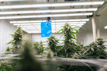 Futuristic agriculture farm indoor. The flowering Marijuana at lab farming indoor. Cannabis...