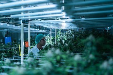 Cannabis researcher in nightshift checking cannabis flower in lab farm greenhouse. Cannabis farming control environment for medical industry.