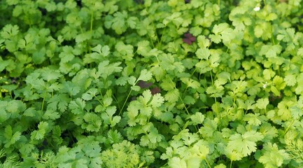 Food green background.The concept of growing vegetables and herbs for food.Young coriander greens.Top view.