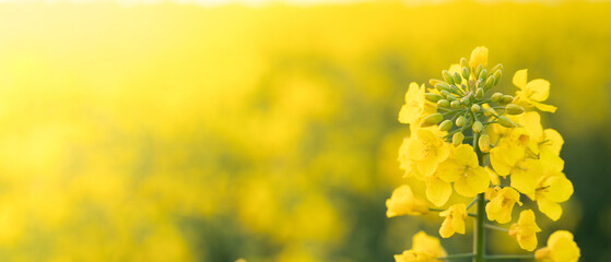 Obraz premium The Yellow Symphony: An Up-Close Look at Rapeseed Blossoms