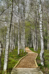 Birkenwald bei Les Ponts-de-Martel im Neuenburger Jura der französischen Schweiz
