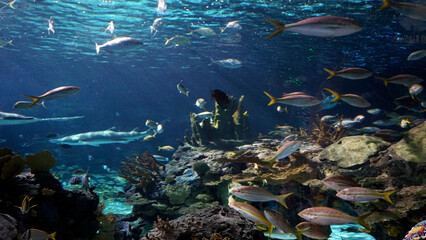 Fototapeta na wymiar Ripley's aquarium Gatlinburg Tennessee 