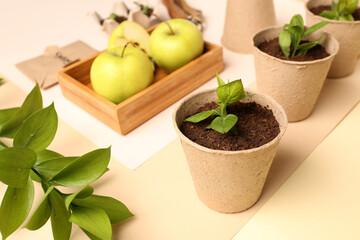 Peat pots with green seedlings on color background