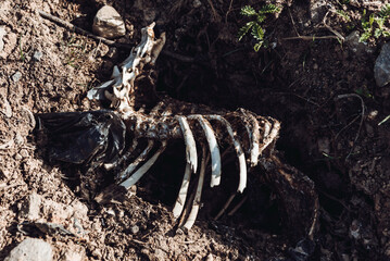 Fototapeta na wymiar archaeological excavations. terrible find. animal bones. animal remains.
