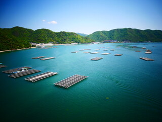 蠣の養殖　oyster farming