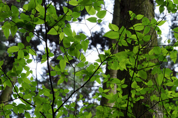 Large green leaves growing wild in the forest