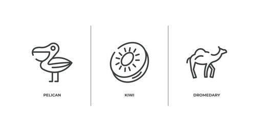 desert outline icons set. thin line icons sheet included pelican, kiwi, dromedary vector.