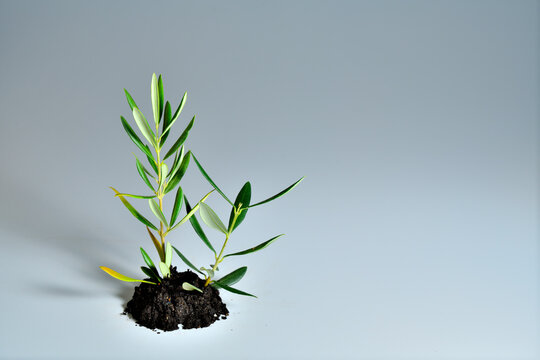 esqueje de olivo plantado en tierra 
