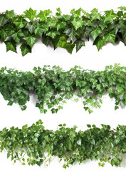 Tropical ivy leave foliage plant horizontal arrangement three group, nature backdrop isolated on white , Generative AI.