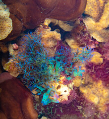 Iridescent algae