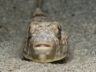 Yellow spotted puffer fish from Cyprus