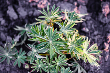 Lupinus flower before flowering. in spring. lupine