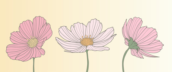 Beautiful tender illustration with three pale pink flowers. Illustration for decor, covers, wallpapers, backgrounds, cards and presentations