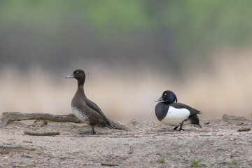 Tufted duck male and female