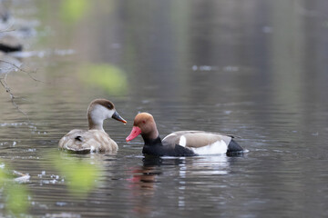 Red-crested Pochard male and female