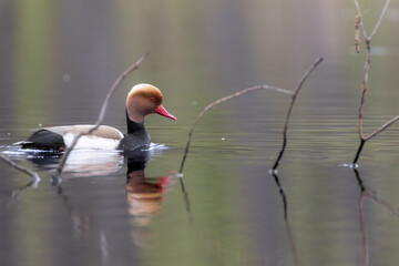 Red-crested pochard