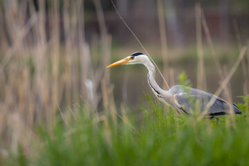 Great blue heron waiting for its prey