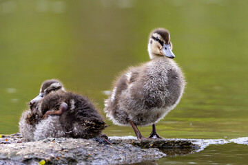 Mallard duck younglings