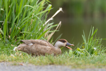 Red-crested pochard female