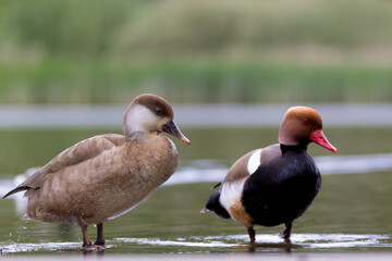 Red-crested pochard male and female
