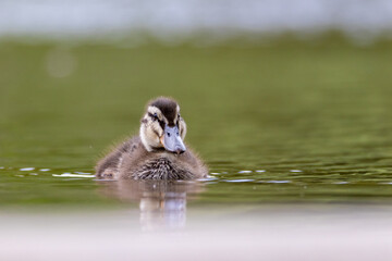 Mallard duck youngling