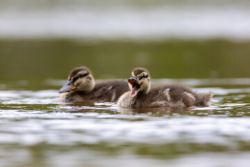 Mallard duck younglings