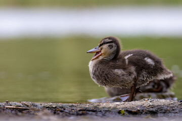 Mallard duck youngling