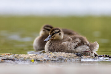 Mallard duck younglings