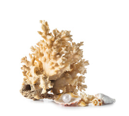 Seashells with coral on white background