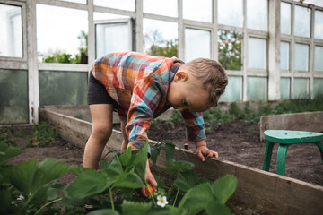 Fototapeta premium Child toddler collecting strawberries in greenhouse