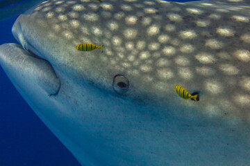 Whale shark up close
