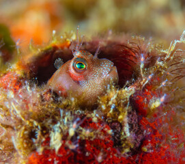 Blenny
