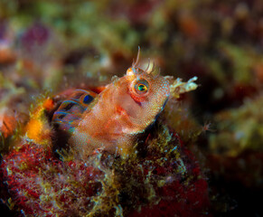Blenny